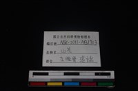 山羌骨藏品圖，第3張