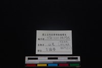 山羌骨藏品圖，第4張
