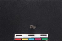 狗骨藏品圖，第3張