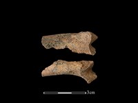 狗骨藏品圖，第1張