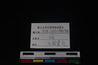 狗骨藏品圖，第3張