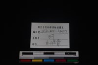 狗骨藏品圖，第3張