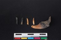 野兔骨藏品圖，第1張