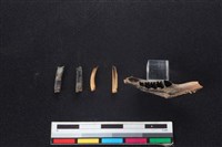 野兔骨藏品圖，第3張