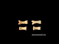 狗獾骨藏品圖，第1張