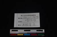 環頸雉骨藏品圖，第3張