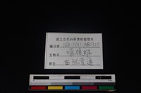 環頸雉骨藏品圖，第3張