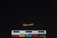 鳥綱骨藏品圖，第1張
