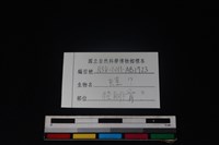 蛙骨藏品圖，第3張