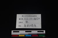 梅花鹿骨藏品圖，第3張