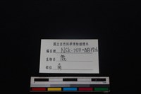 梅花鹿骨藏品圖，第3張