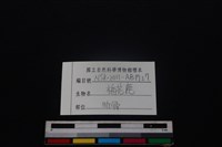 梅花鹿骨藏品圖，第3張