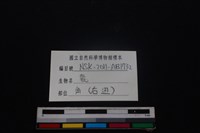梅花鹿骨藏品圖，第3張