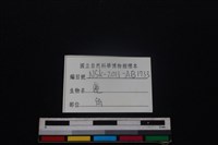 梅花鹿骨藏品圖，第3張