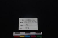 梅花鹿骨藏品圖，第3張