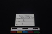 梅花鹿骨藏品圖，第3張