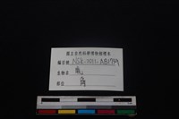 梅花鹿骨藏品圖，第3張