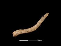 梅花鹿骨藏品圖，第2張