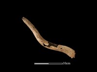 梅花鹿骨藏品圖，第3張