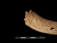 梅花鹿骨藏品圖，第4張