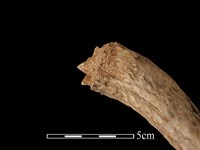 梅花鹿骨藏品圖，第5張