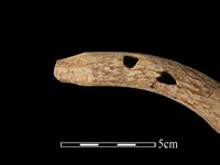 梅花鹿骨藏品圖，第1張