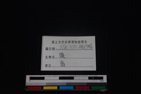 梅花鹿骨藏品圖，第3張