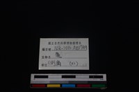 梅花鹿骨藏品圖，第3張