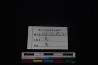 梅花鹿骨藏品圖，第3張