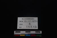 梅花鹿骨藏品圖，第3張