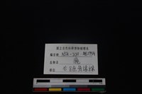 梅花鹿骨藏品圖，第3張