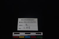 梅花鹿骨藏品圖，第3張