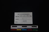 人骨藏品圖，第3張