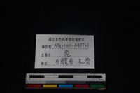 梅花鹿骨藏品圖，第3張