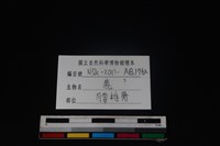梅花鹿骨藏品圖，第3張