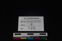 梅花鹿骨藏品圖，第3張