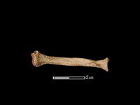 水獺骨藏品圖，第2張