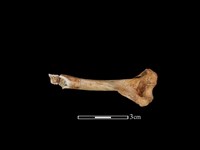 水獺骨藏品圖，第2張