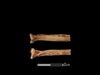 水獺骨藏品圖，第1張