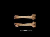 水獺骨藏品圖，第1張