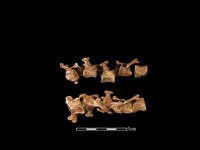 水獺骨藏品圖，第1張