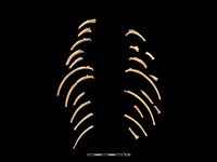 水獺骨藏品圖，第1張