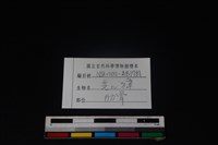 鹿科骨藏品圖，第3張