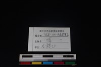 獐骨藏品圖，第3張