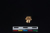 獐骨藏品圖，第2張