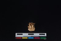 獐骨藏品圖，第3張
