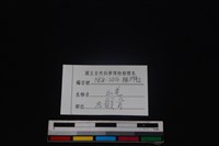 山羌骨藏品圖，第3張