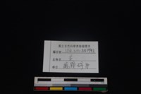 山羌骨藏品圖，第3張