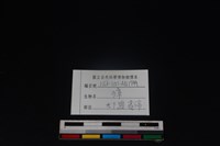 獐骨藏品圖，第3張