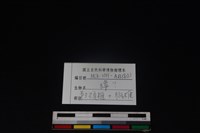 獐骨藏品圖，第3張